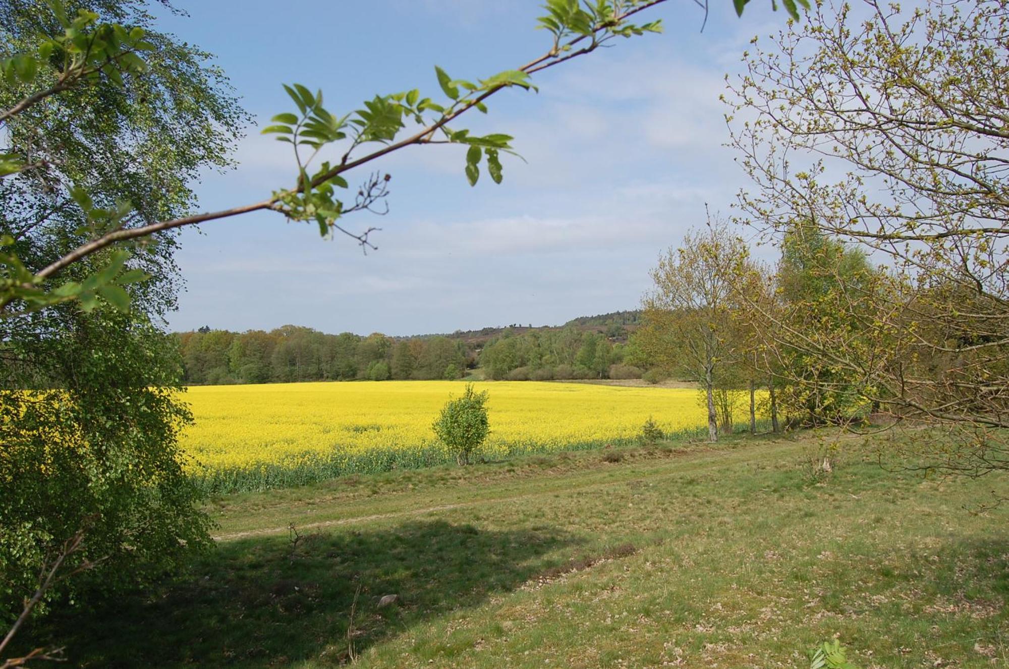 Haus Heidetal Bed & Breakfast Bispingen Eksteriør bilde