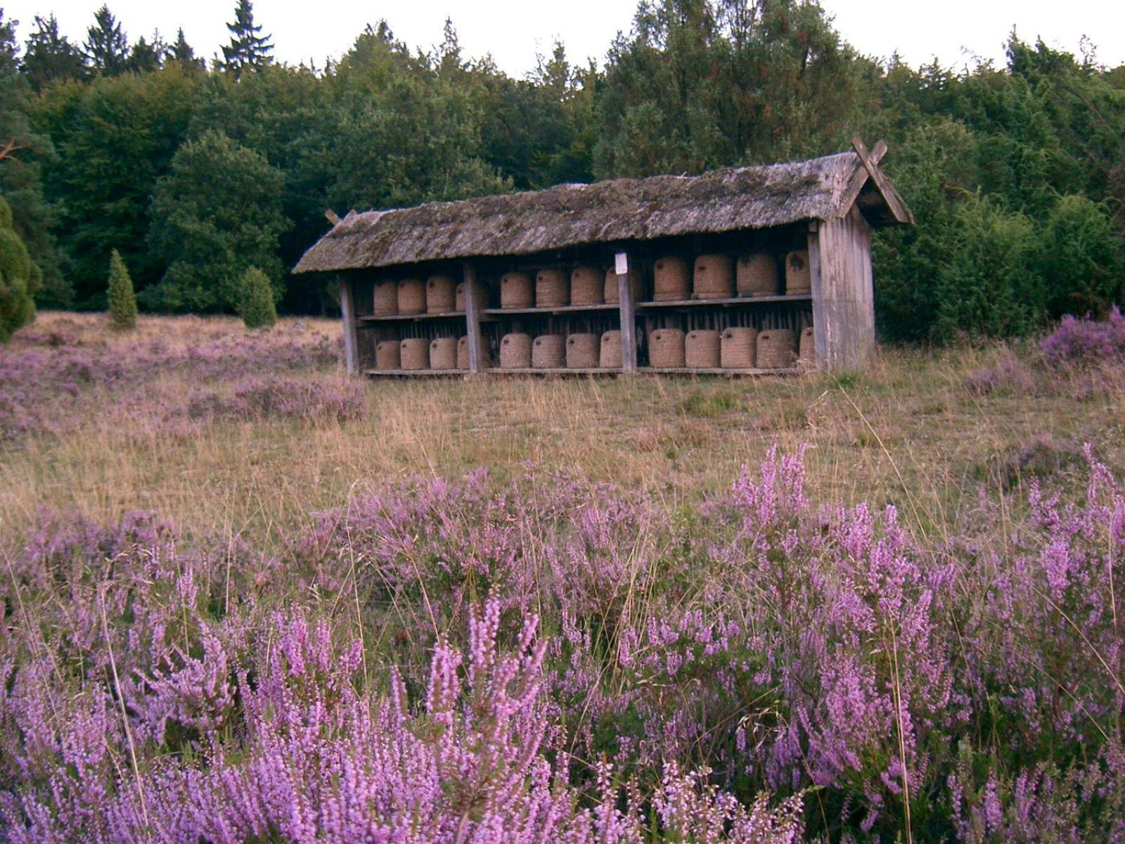 Haus Heidetal Bed & Breakfast Bispingen Eksteriør bilde